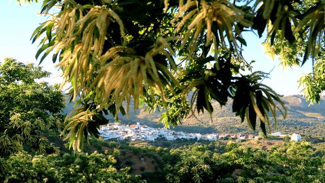 Cartajima in spring. Photo © Carmen Lagos Ortiz